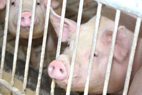 56552467 - fat pigs in the sty with steel bars in pig farm