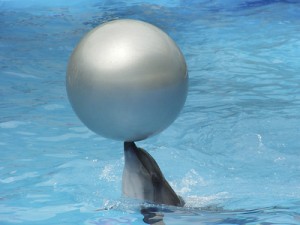 dolphin and ball