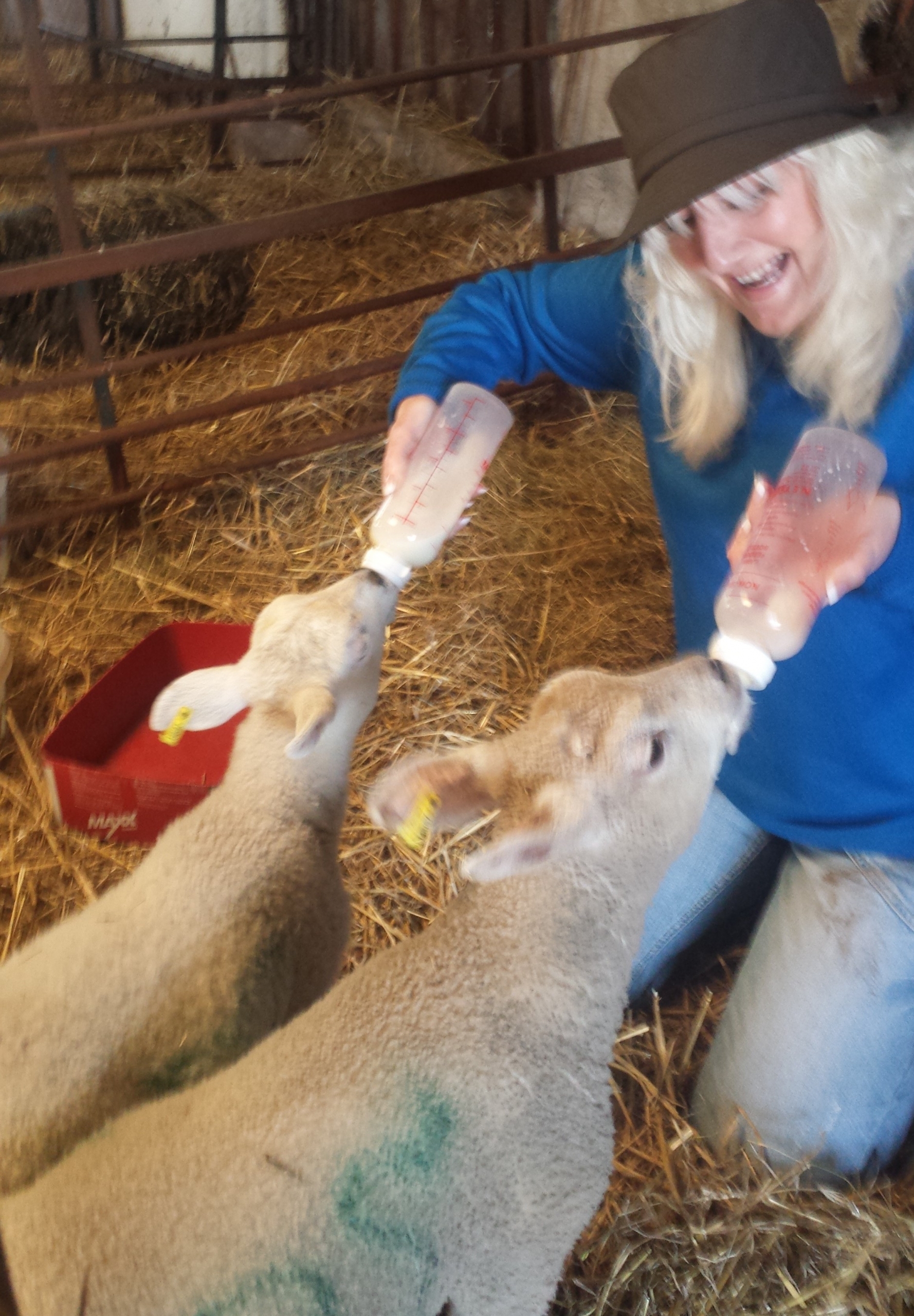 Sharon Bull feeding the lambs