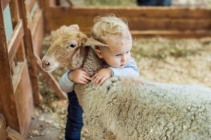 ACV Foundation - lamb and child
